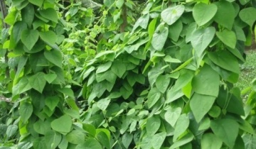 Chăm sóc, thu hoạch sương sâm lông