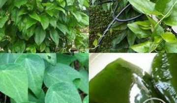 Giới thiệu cây sương sâm lông