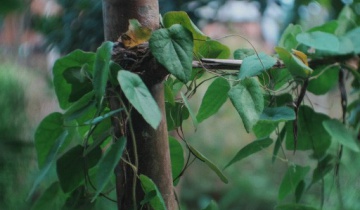 Công nghệ ươm củ sương sâm lông