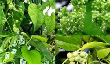 Doanh thu, lợi nhuận trồng sương sâm lông