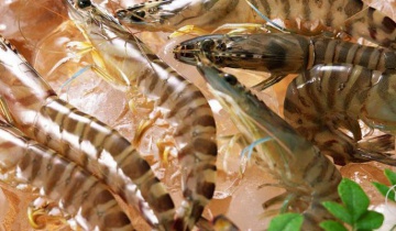 Cách làm tôm sống chấm mù tạt tại nhà