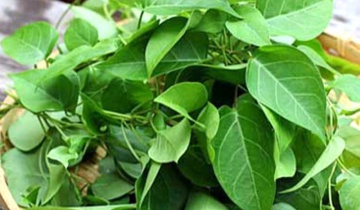 Công dụng chữa bệnh tuyệt vời từ lá giang