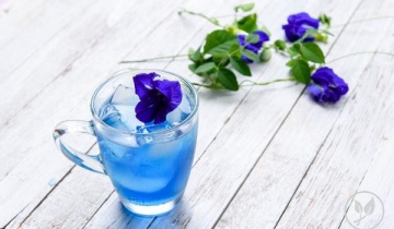 Đậu biếc: cây hoa leo mang vẻ đẹp thơ mộng