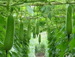 Hạt giống Bí Đao Chanh