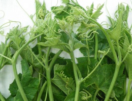 Hạt giống bí siêu ngọn