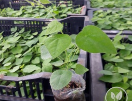 Cây giống sương sâm lông