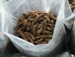 Chuối hạt rừng khô