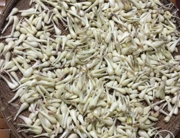 Củ kiệu tươi