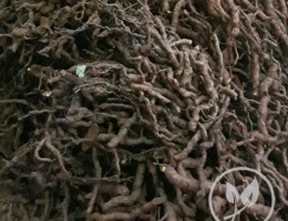 Củ giống sương sâm lông