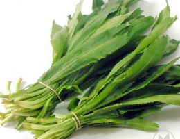 Hạt giống rau ngò gai