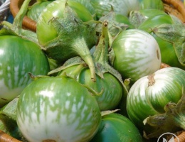 Hạt giống Cà Pháo