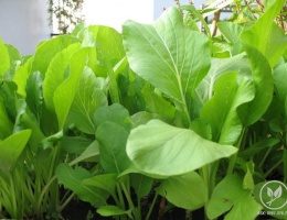 Hạt giống rau cải ngọt