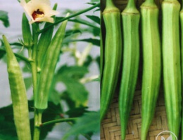 Hạt giống đậu bắp