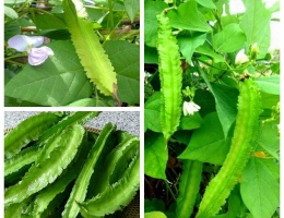 Hạt giống đậu rồng