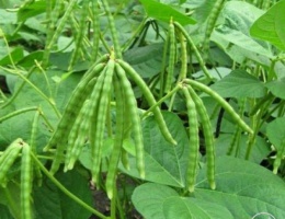 Hạt giống đậu xanh