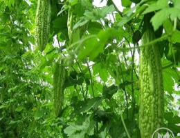 Hạt giống quổ qua lai F1