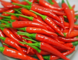 Hạt giống ớt hiểm