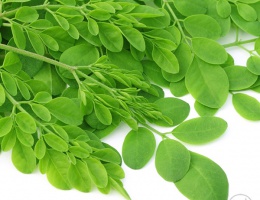 Hạt giống rau chùm ngây