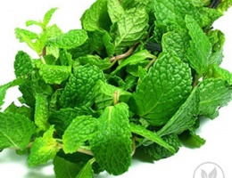 Hạt giống rau húng lủi