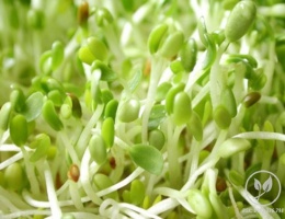 Hạt giống rau cải mầm