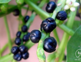 Hạt giống mồng tơi