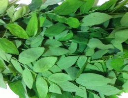 Hạt giống rau bồ ngót
