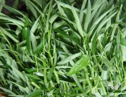 Hạt giống rau muống