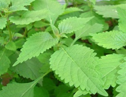 Hạt giống rau kinh giới