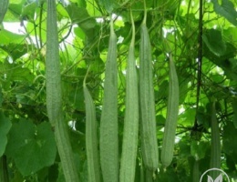 Hạt giống mướp khía