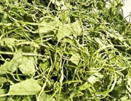 Rau má sấy khô
