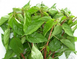 Hạt giống rau đay