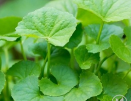 Hạt giống rau má