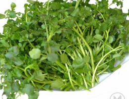 Hạt giống xà lách Xoong