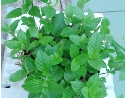 Cây giống sương sáo