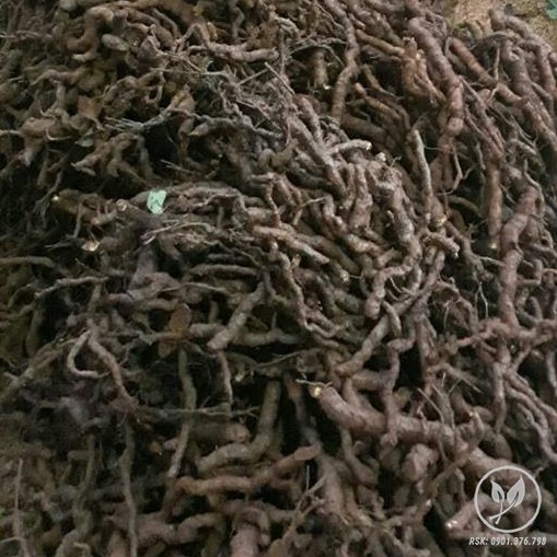 cu suong sam long 509x509