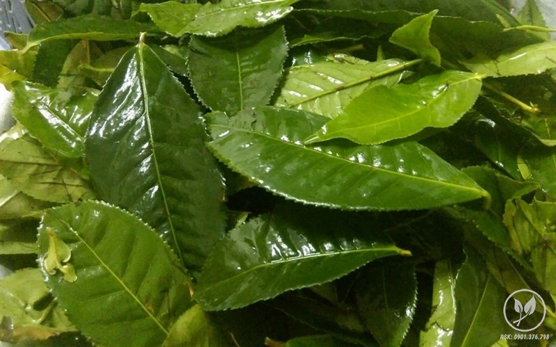 cachlamtratacsuongsaohatethomngon2 801x500 800 resize