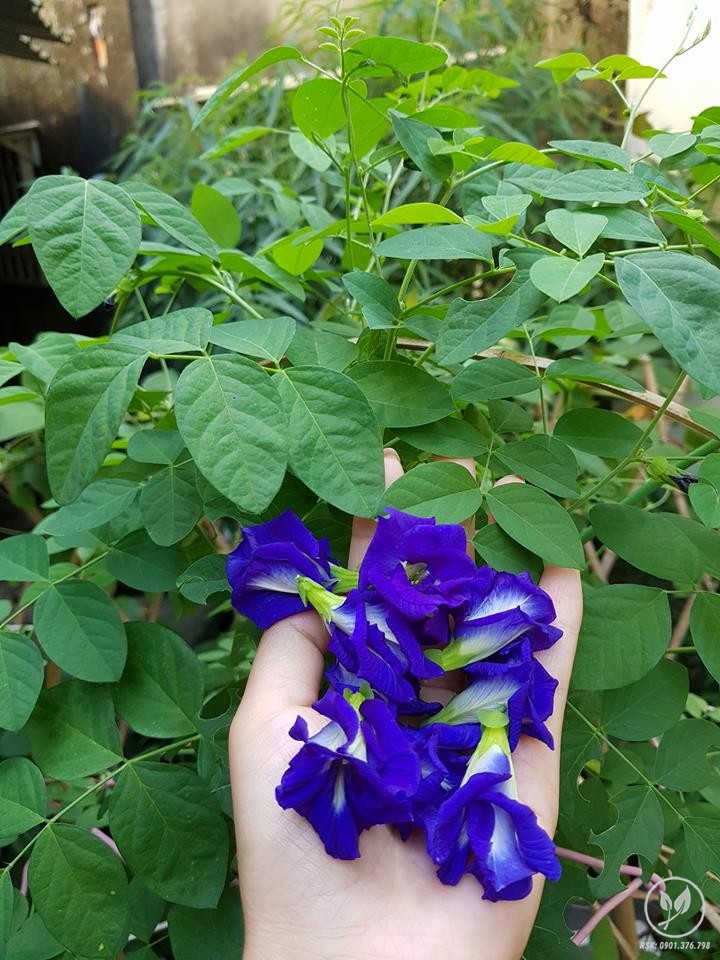 Hoa đậu biếc