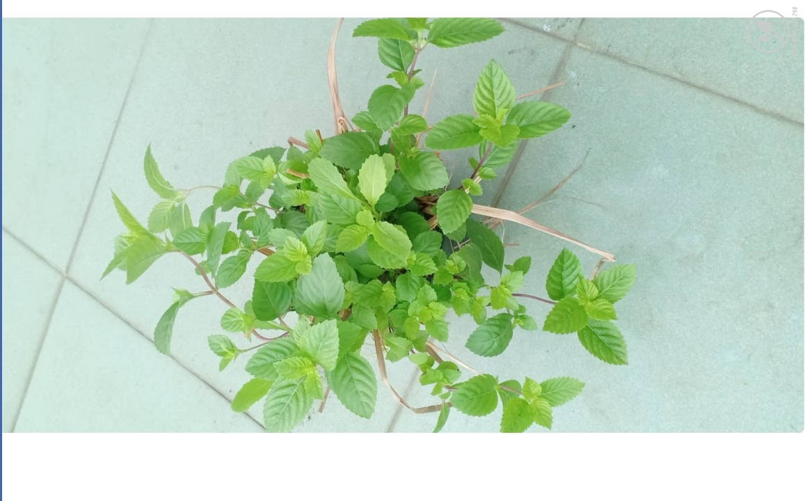 Cây giống sương sáo