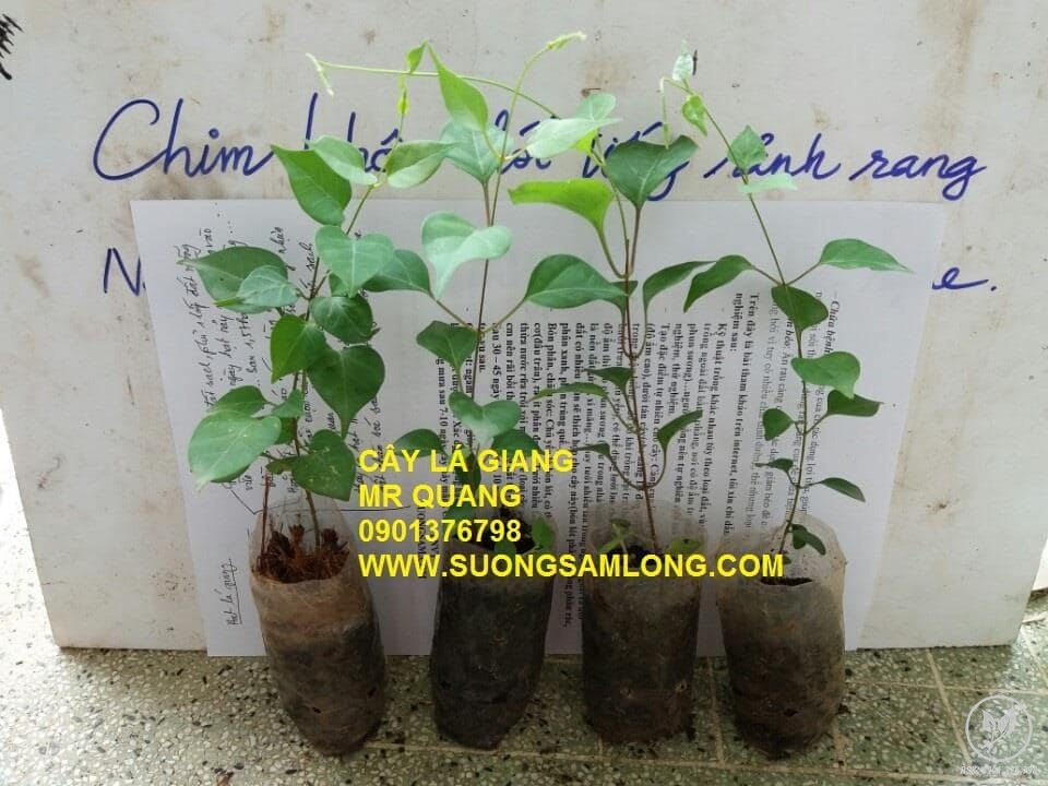 Cây lá giang