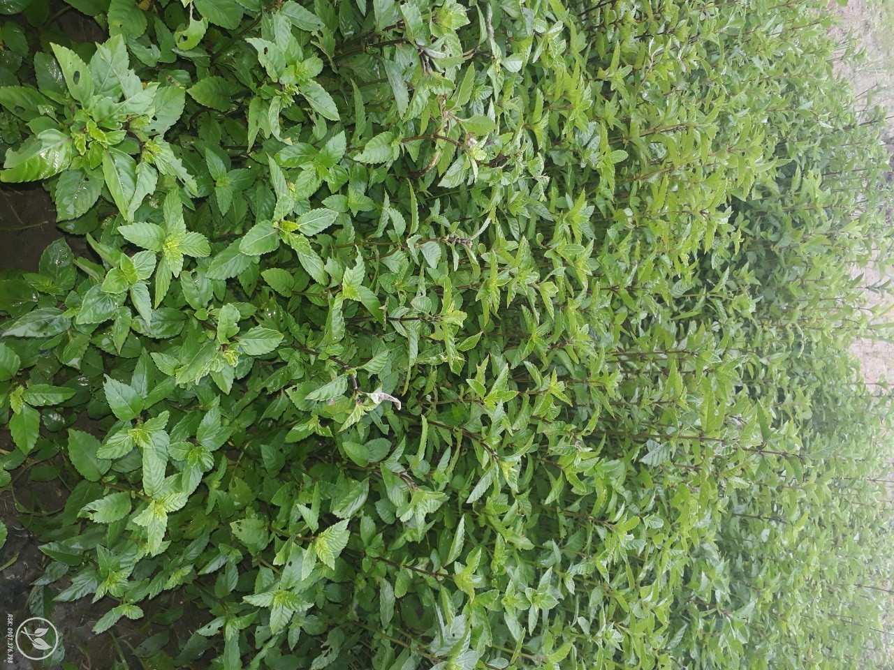 cay suong sao tuoi