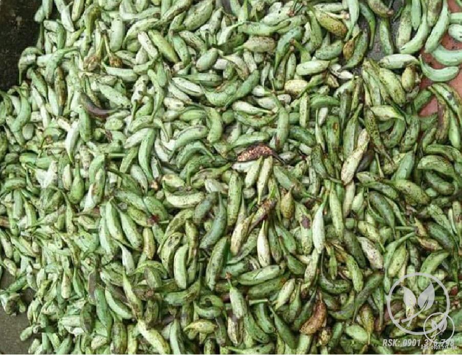 Chuối hột rừng 3