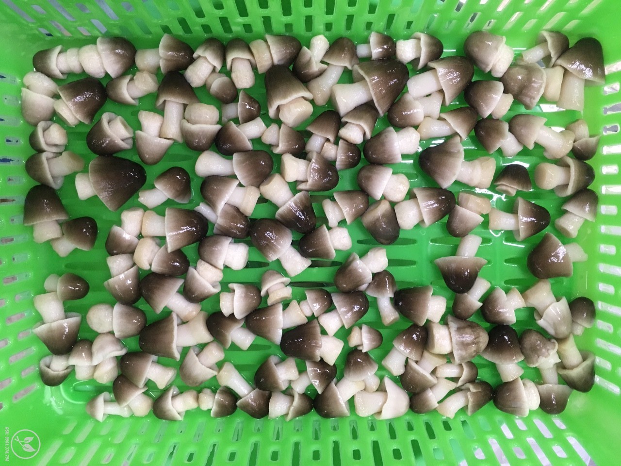 Nam rơm bup L2